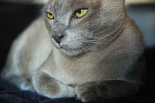 image of egyptian_cat #3