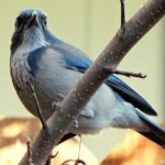 image of bird