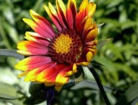 image of flower