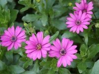image of flower