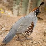 image of bird