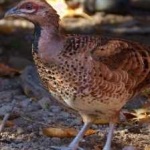 image of bird