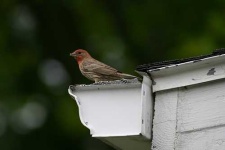image of house_finch