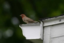 image of house_finch #19