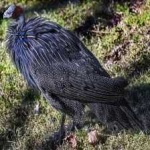 image of vulturine_guineafowl