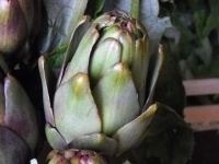 image of artichoke #6