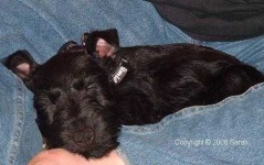 image of scotch_terrier