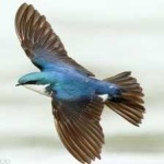 image of bird