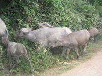 image of water_buffalo