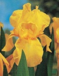 image of bearded_iris #40