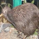 image of bird_kiwi #2