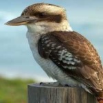 image of bird