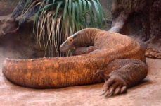 image of komodo_dragon
