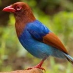 image of bird