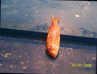 image of fish