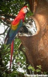 image of macaw