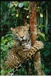 image of jaguar_car
