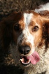 image of welsh_springer_spaniel #28