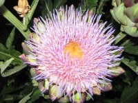 image of artichoke_flower #15
