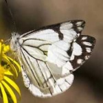 image of animal
