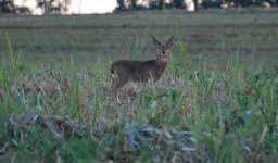 image of animal