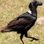 image of bird