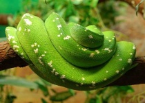 image of green_snake #6