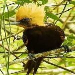 image of bird