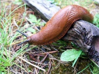 image of slug