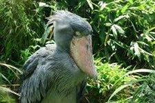 image of animal