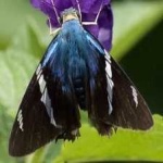 image of animal