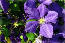 image of clematis #12