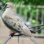 image of bird
