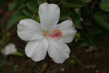 image of flower
