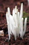 image of coral_fungus