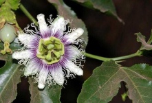image of flower