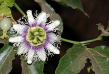 image of passion_flower #0