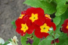 image of flower