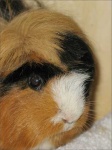 image of guinea_pig