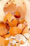 image of egg_shell
