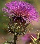 image of artichoke_flower #40