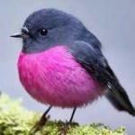 image of bird