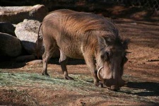 image of warthog
