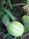 image of cucumber #5