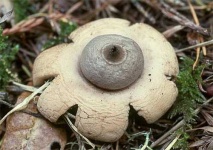 image of earthstar #16