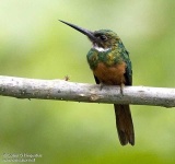image of jacamar