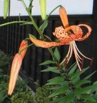 image of flower