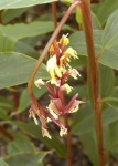 image of flower