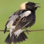 image of bird