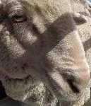 image of animal